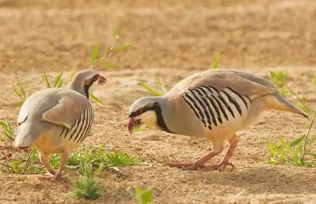 鹧鸪种类图片大全