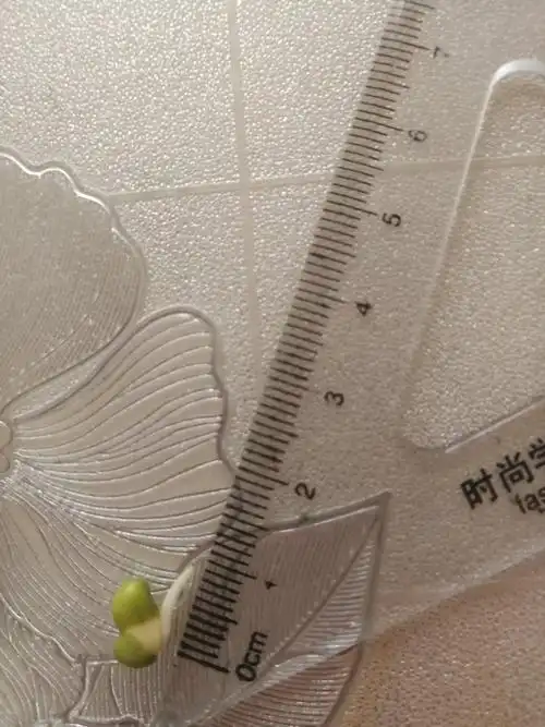 十二个小时候,有的接近一厘米了.