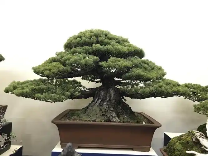 日本京都大观盆景展抢先曝光!