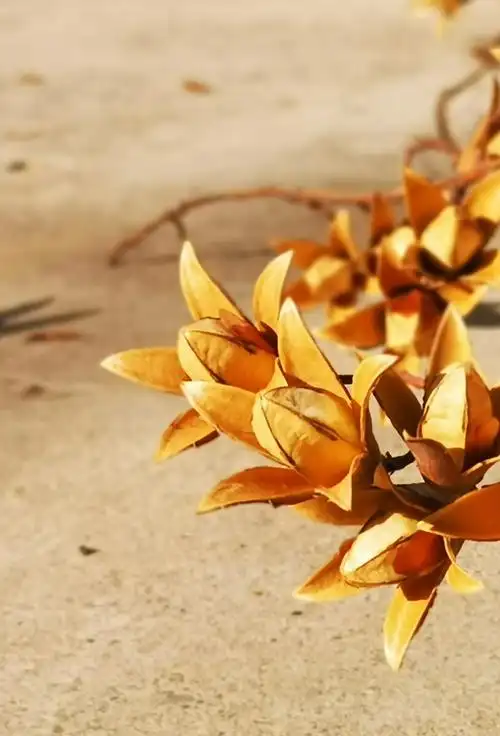 香椿你们那怎么卖怎么吃