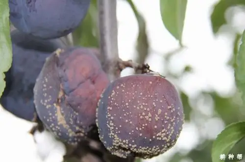 李褐腐病怎么防治