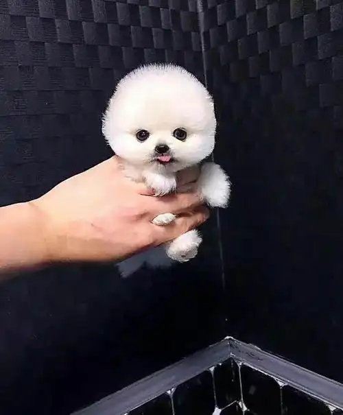 官方支持1500一只全场买宠就送大礼包全国包邮签订协议