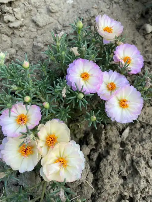 好看的籽播重瓣太阳花要分享给你们呀