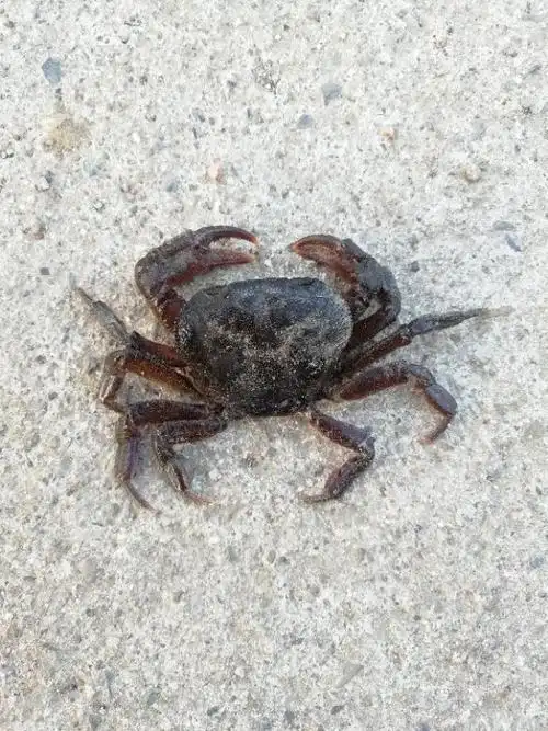 可爱的螃蟹从小河里爬上岸勇敢的爬在马路中央