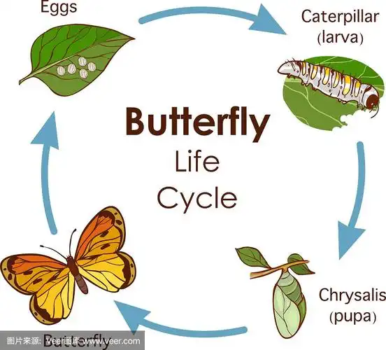 蝴蝶生命周期图的矢量插图