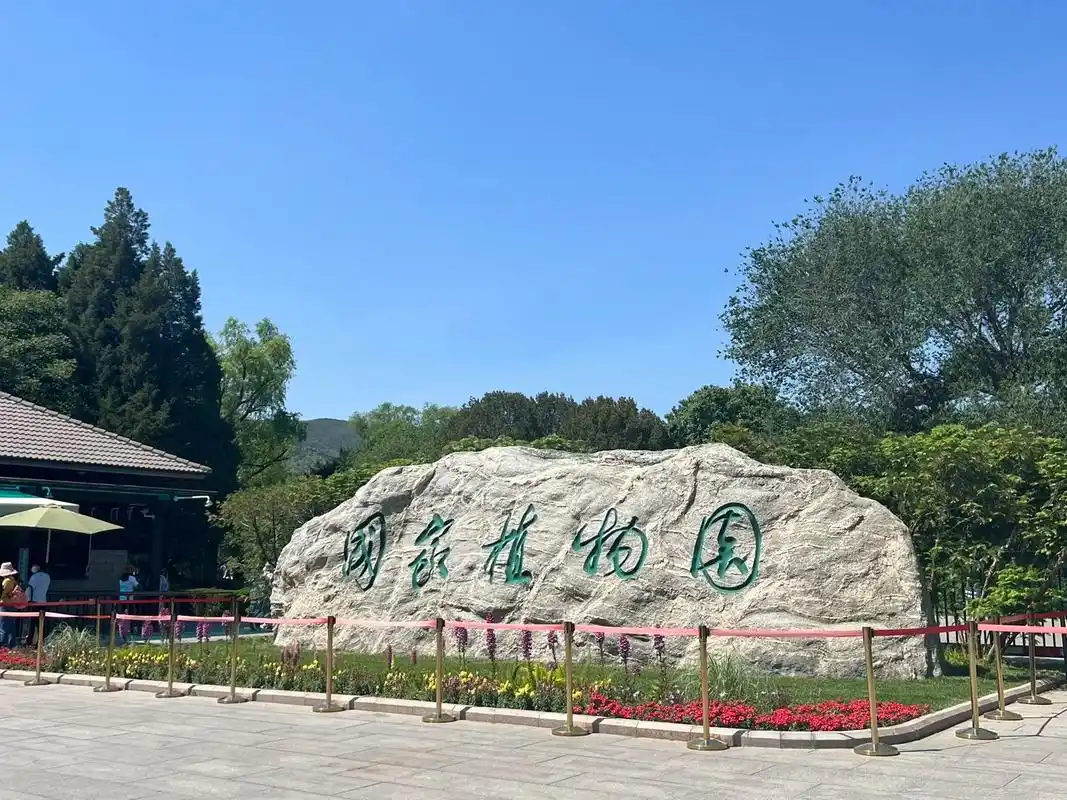 北京植物园99.大片高耸的水杉 让人入目满是绿色 步行木栈道 - 抖音