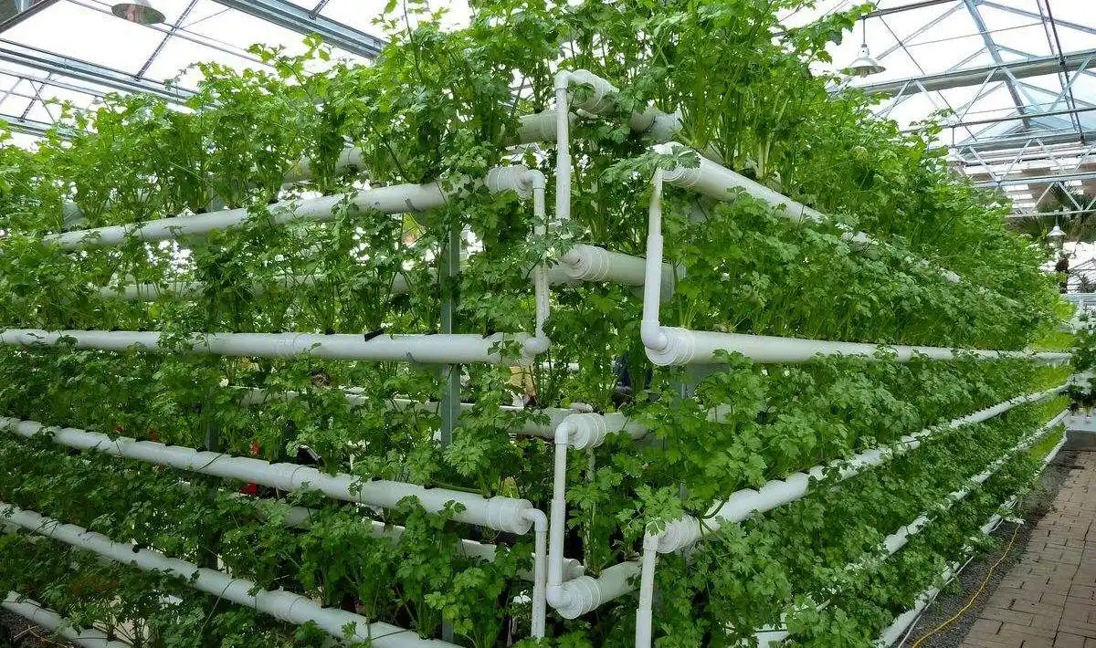 立体农业有哪些优缺点,为何立体农业种植的蔬菜价格都很昂贵