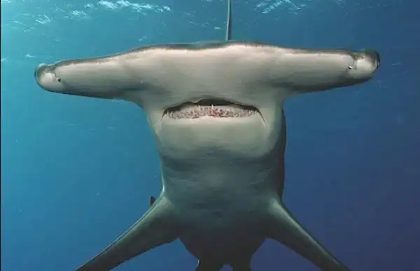 一,剑吻鲨,由于剑吻鲨栖息在黑暗的深海中,因此它们很罕见.