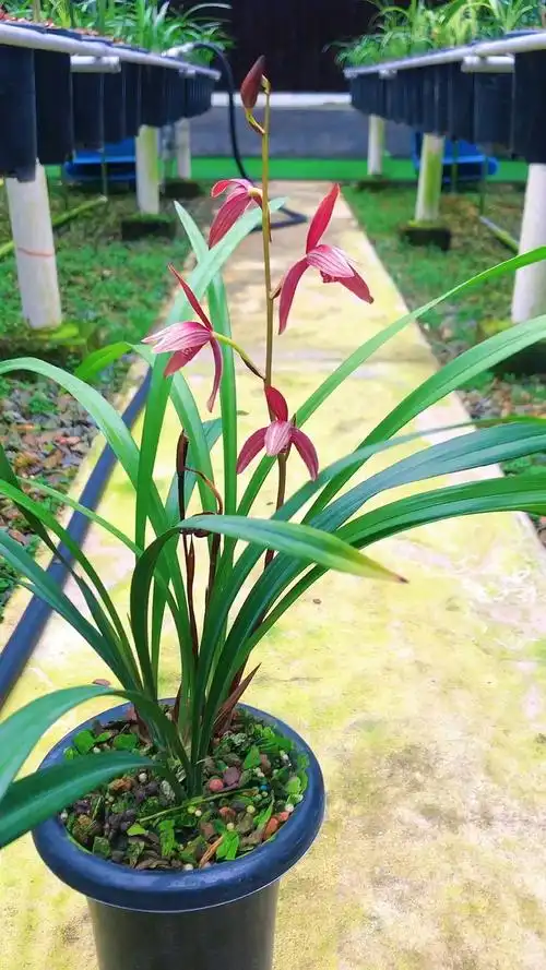 兰花建兰暮山紫开花机器