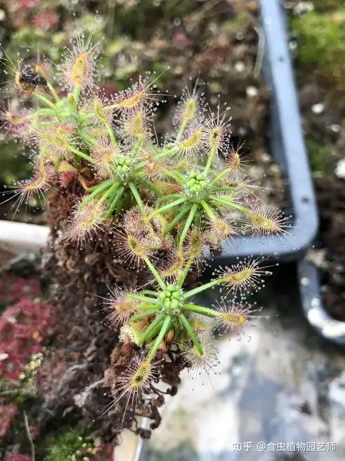 食虫植物界的小精灵迷你茅膏菜迷你茅膏菜冬芽又成熟了