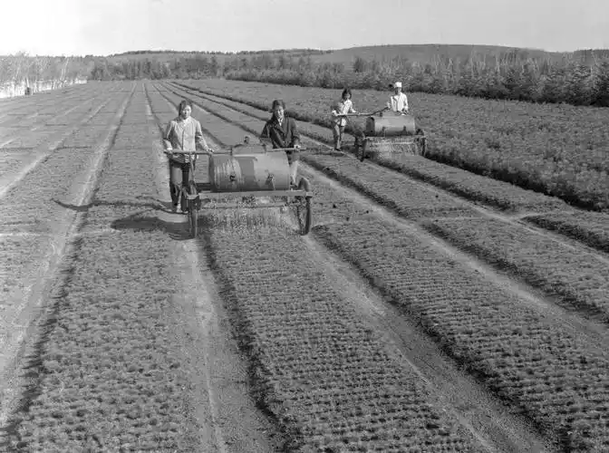 在塞罕坝机械林场,苗圃工人给松树苗浇水(资料照片).