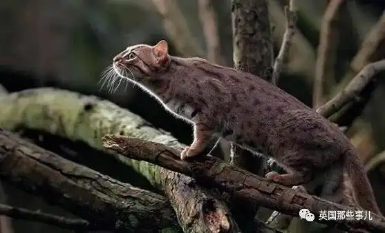 世界上最小的猫科动物绣斑猫萌一脸血啊
