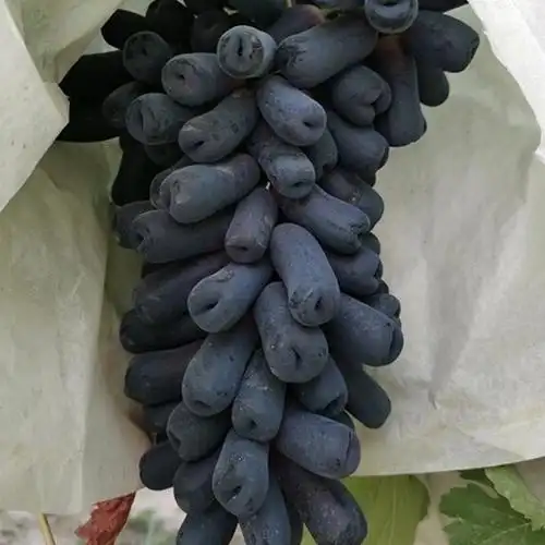 现货金手指黑提3斤葡萄无籽金手指提子新鲜水果顺丰包邮