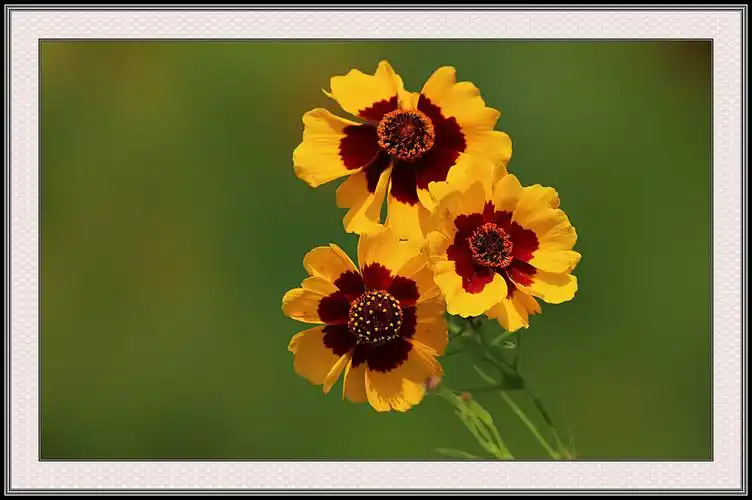 牡丹江论坛 雪菊花 7 器材:canon eos 700d &