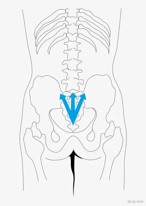 手绘水彩男士脊椎图