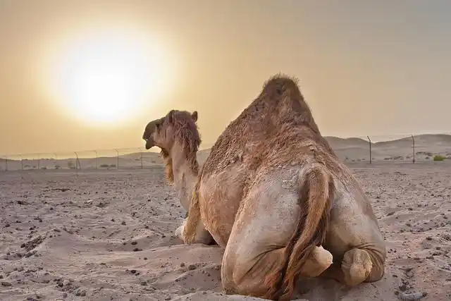 arabian camel at sunset