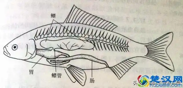 鱼鳔是什么东西鱼鳔是鱼身上哪个部位