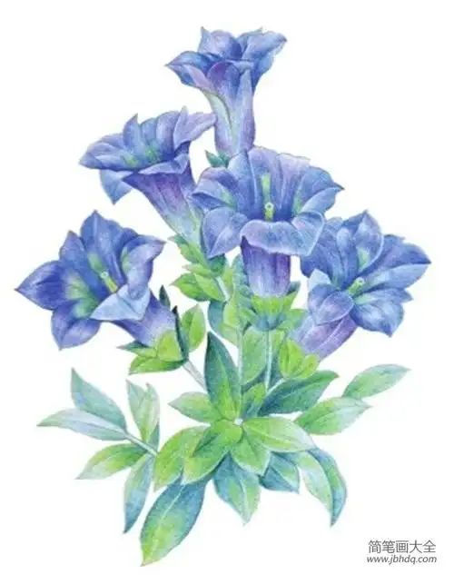 水粉画龙胆的绘画步骤