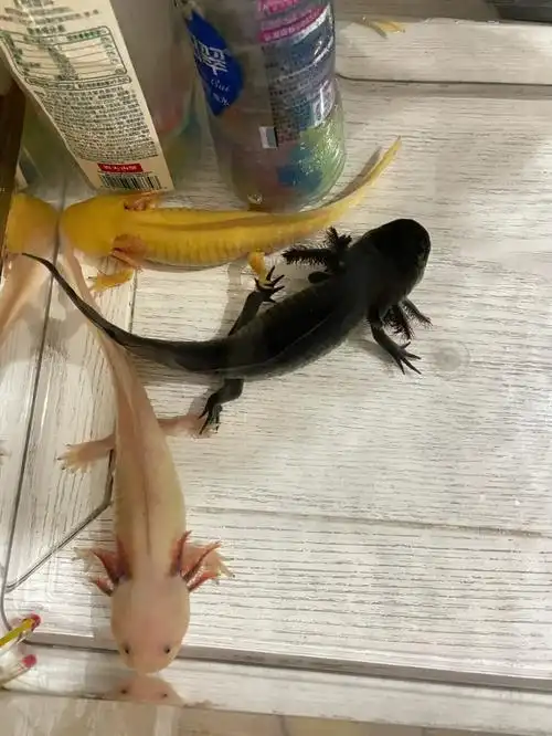 手拉手永远好室友六角恐龙鱼