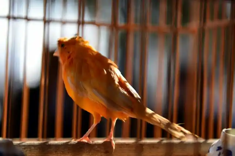 牢笼里的鸟 文图:紫影窈窕