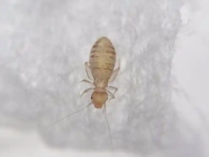 书虱怎么清除最有效