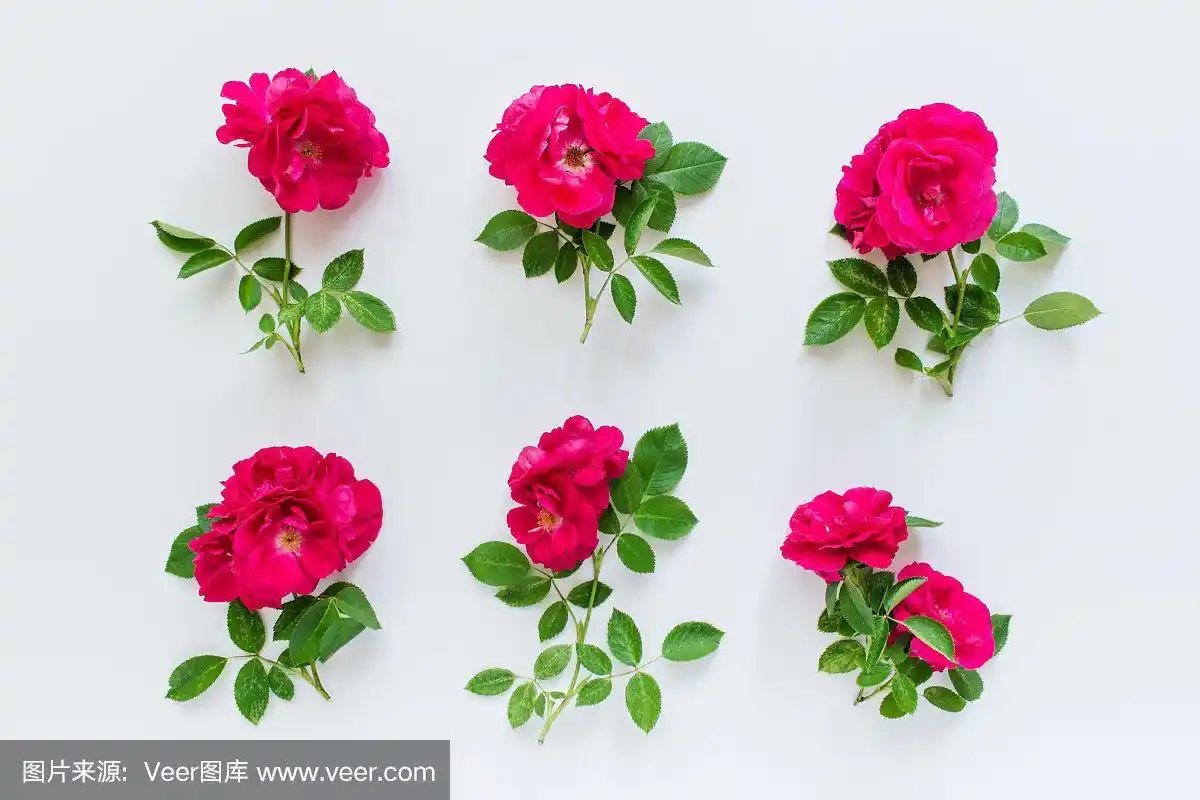 白底上六朵红玫瑰