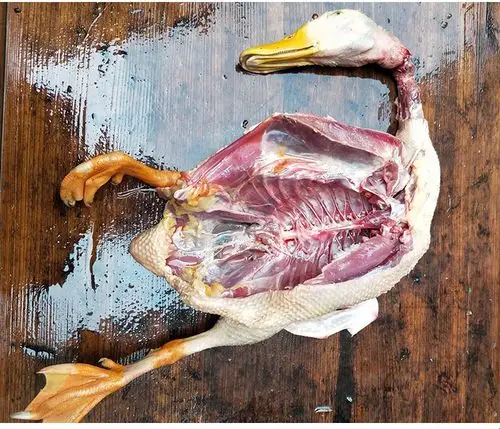 贵州正宗农家散养老鸭子土鸭活杀鸭子麻鸭水鸭青头鸭新鲜鸭肉包邮