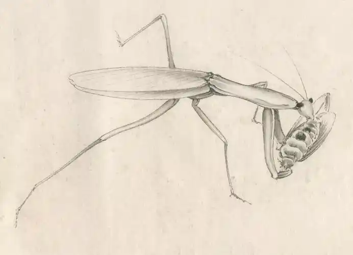 【教程】李晓明画草虫 | 螳螂设色技法(含详细文字解析)