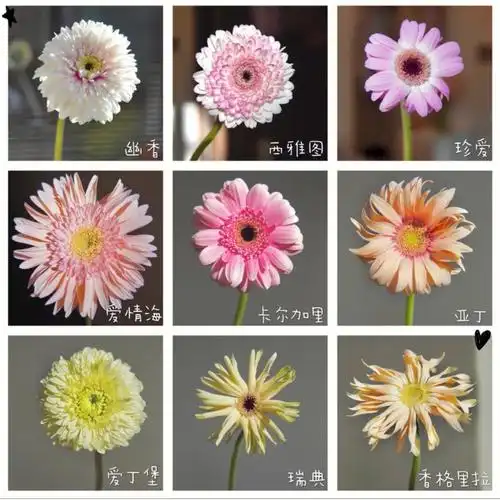 扶郎花花语:有毅力,不怕艰难,喜欢追求丰富的人生.