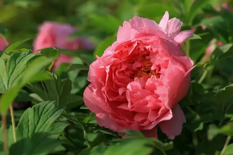 牡丹是我国的国花."国色倾城人竞涌,欢声笑语赞牡丹".