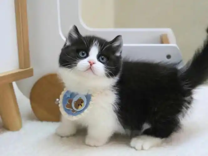 广州佛山猫舍78稀有款黑白矮脚弟弟奶牛猫