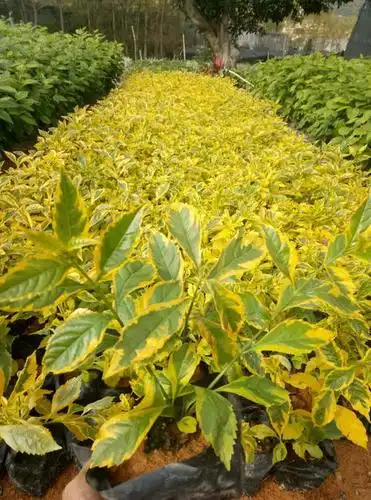 福建金叶假连翘价格多少钱