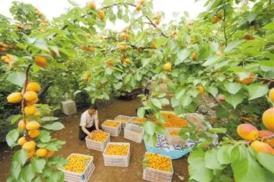 00:25来源:西藏日报 山东省枣庄市阴平镇石头楼村的1500多亩杏树近日