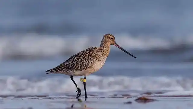 英国媒体报道这只刚刚羽翼丰满的雏鸟,脱离了父母的照顾独自从遥远的