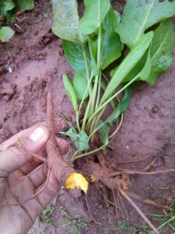 根肉是黄色的,如图所见.求学名.