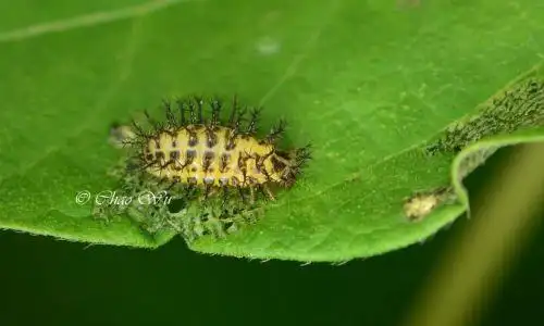瓢虫几颗星,和它们是"害虫","益虫"有关系吗?