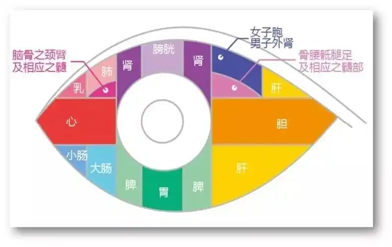 《望目辨证诊断学》白睛分区与脏腑对应关系图