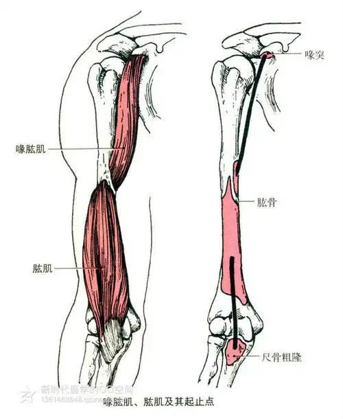 人体肌肉解剖套图