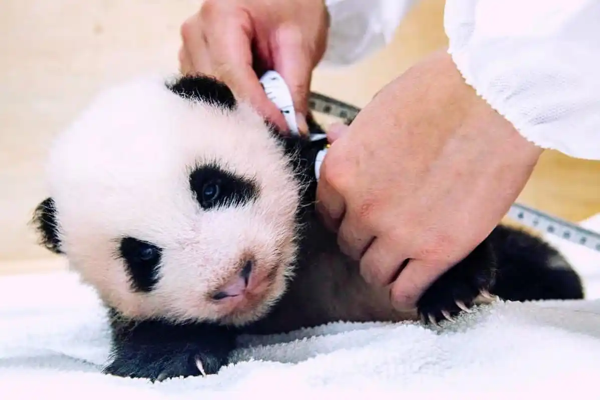 大熊猫# 一组大熊猫福宝的幼年照,是个粉嘟嘟的小家伙啊!