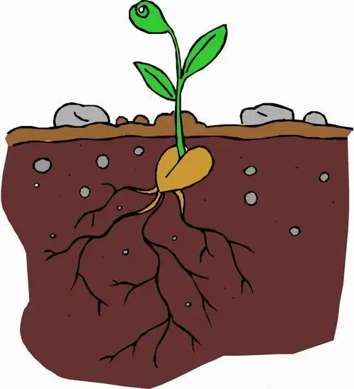 花生的种子发芽简笔画