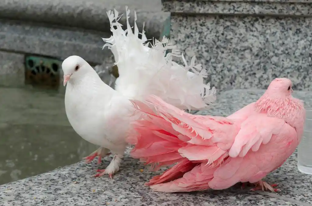 两个多彩鸽子在栏杆上