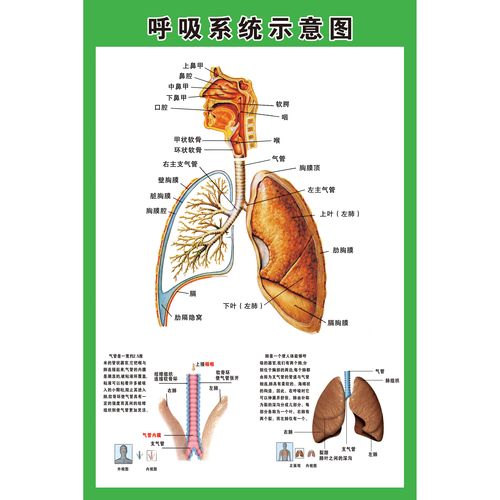 呼吸系统示意图医院人体解剖图肺部呼吸系统海报画疾病预防展板