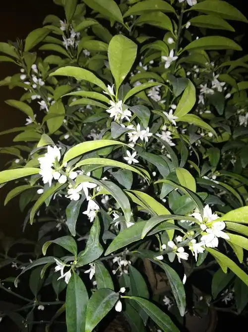 《宅家一盆金桔花随笔》