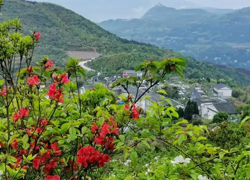 杜鹃花开圣井山