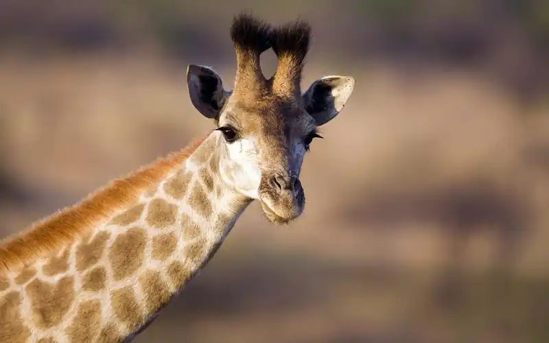 非洲野生动物 微软主题宽屏壁纸