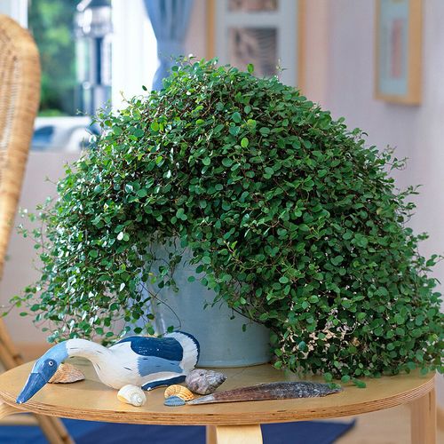 千叶吊兰室内植物垂吊阳台新房装修绿植花苗四季常绿好养