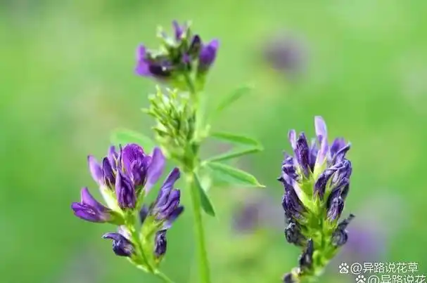 苜蓿:如何同枝叶,各自有枯荣,带你走进千年守望的苜蓿|花朵|植物|牧草