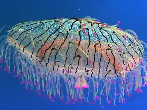 大型多管水母