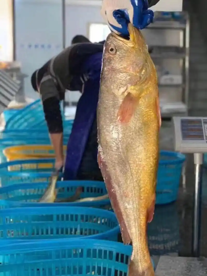 冬日美味,雪菜大黄鱼让你回味无穷!