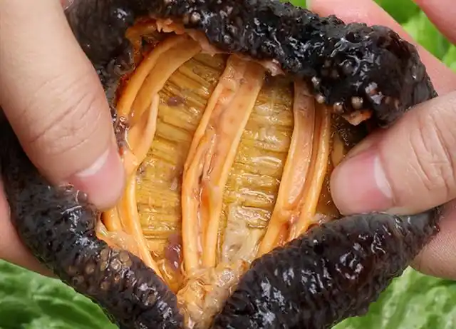 国外野生海参怎么选冰岛海参加拿大红极参物美价廉